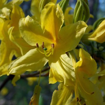 Azalée de Chine - Rhododendron luteum