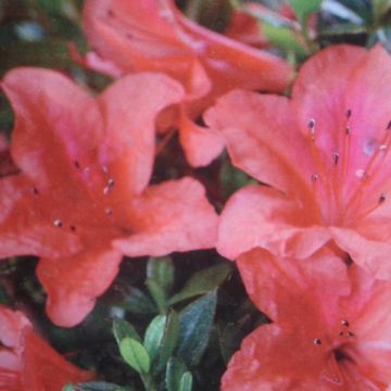 Japanische Azalee Nakaharai Orange - Azalea