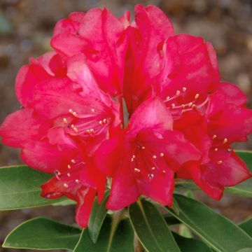 Rhododendron INKARHO® Bohlken's Roter Stern® - Yaku rhododendron