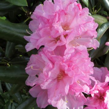 Rhododendron yakushimanum Kalinka