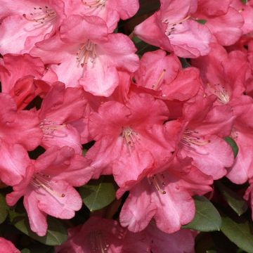 Rhododendron yakushimanum Lampion - Rhododendron nain