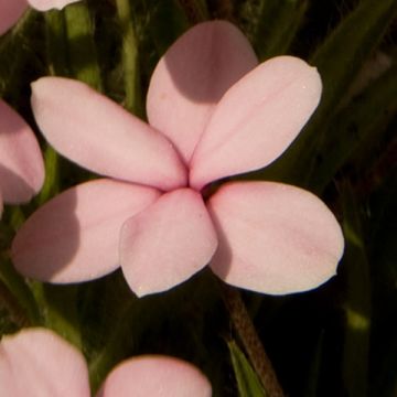 Rhodohypoxis Rose Queen - Grasstern