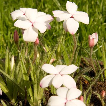 Rhodohypoxis White Princess - Grasstern