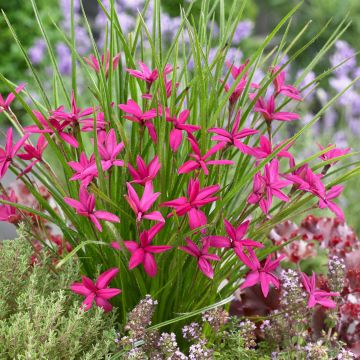 Rhodohypoxis Beverly - Grasstern