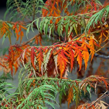 Rhus glabra Laciniata - Scharlach-Sumach