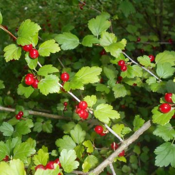 Alpen-Johannisbeere - Ribes alpinum