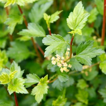 Alpen-Johannisbeere Schmidt - Ribes alpinum