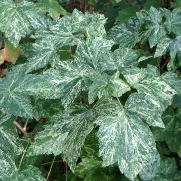 Kanadische Johannisbeere Variegatum - Ribes americanum