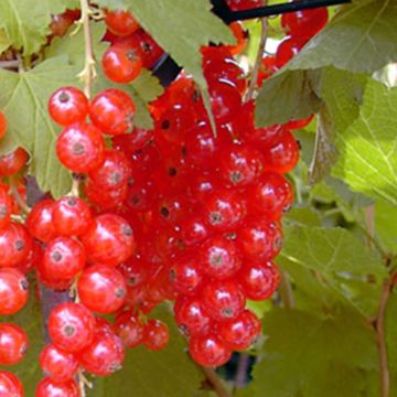 Rote Johannisbeere Rosetta