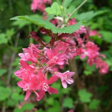 Ribes sanguineum - Cassis-fleur