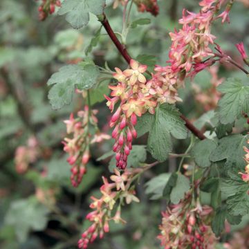 Ribes gordonianum - Groseillier de Gordon