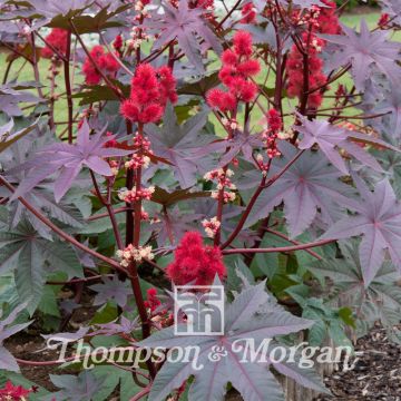 Ricinus communis Impala (Samen) - Rizinus