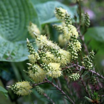 Callistemon pityoides Widdicomb Gem - Zylinderputzer