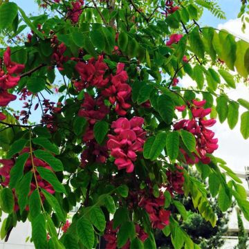 Robinia pseudoacacia Casque Rouge - Gewöhnliche Robinie