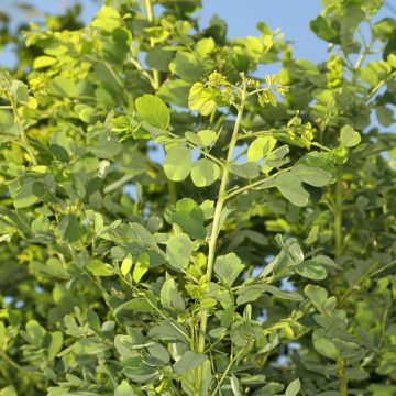 Robinia pseudoacacia Coluteoides - Gewöhnliche Robinie