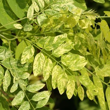 Robinia pseudoacacia Karolina Zamoyska - Gewöhnliche Robinie