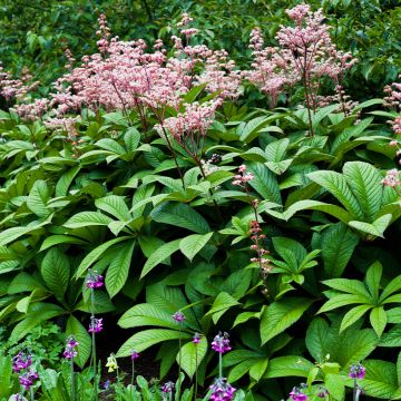 Rodgersia aesculifolia - Schaublatt