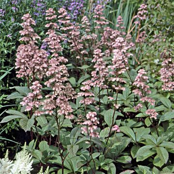 Rodgersia aesculifolia var. henrici - Schaublatt