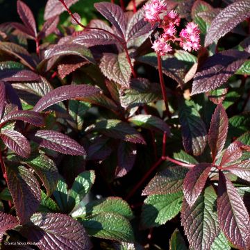 Rodgersia pinnata Bronze Peacock - Schaublatt