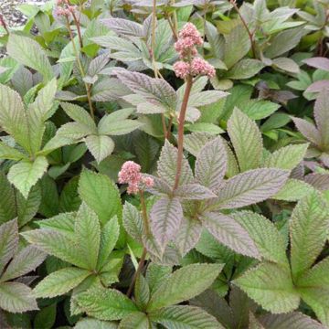 Rodgersia pinnata Dark Pokers - Schaublatt