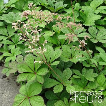 Rodgersia pinnata Hercules - Schaublatt