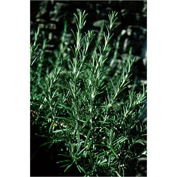 Romarin officinal - Rosmarinus officinalis - Graines