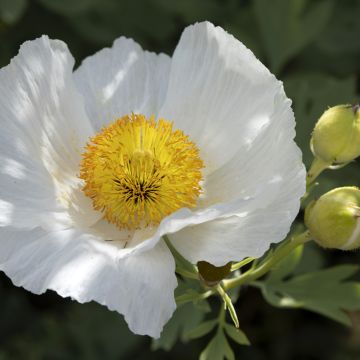 Romneya coulteri - Baummohn