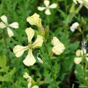 Salat-Rauke - Eruca x Diplotaxis