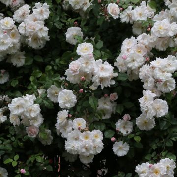 Rosa Adélaïde d’Orléans - Rambler-Rose