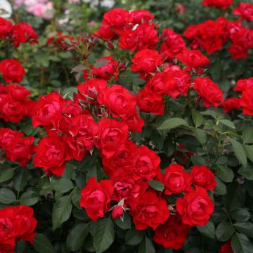 Rosa Black Forest Rose - Bodendecker-Rose