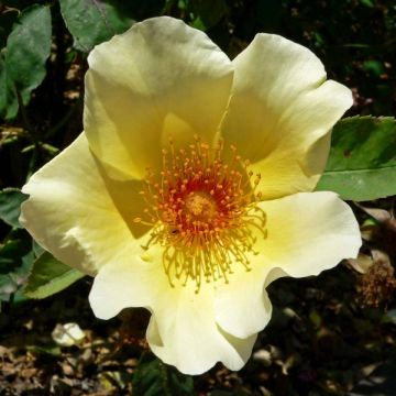 Rosa Golden Wings - Polyantha-Rose