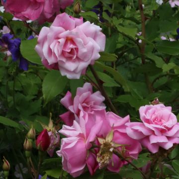 Rosa chinensis Old Blush - Historische Rose