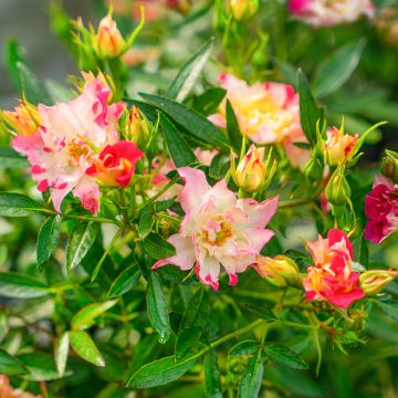 Rosa Rosy Boom Wild and Freaky - Polyantha-Rose