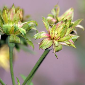 Rosa chinensis Viridiflora - Botanischer Rosenstrauch