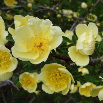 Rosier botanique - Rosa hugonis