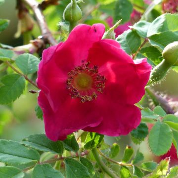 Rosa moyesii Geranium - Mandarin-Rose