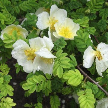 Rosier botanique - Rosa omeiensis Pteracantha