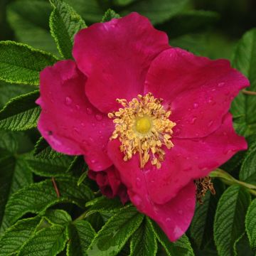 Rosa rugosa - Apfelrose