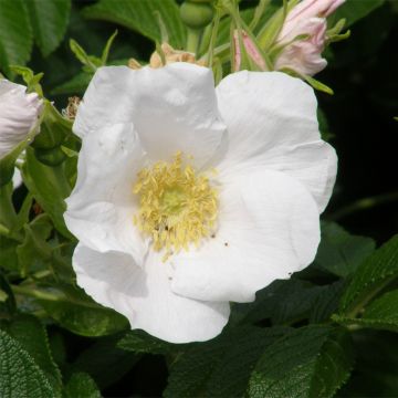 Rosier rugosa Alba