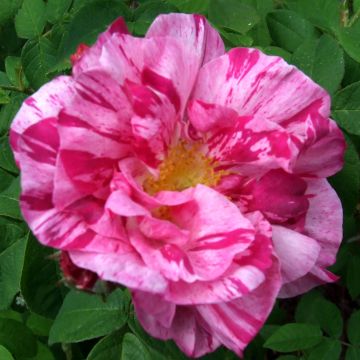 Rosa gallica Versicolor - Essig-Rose