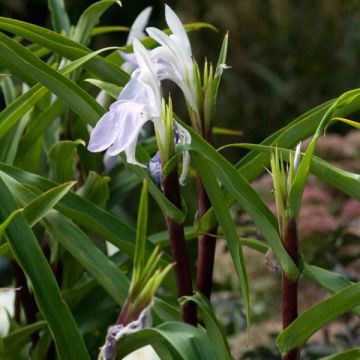 Roscoea purpurea Cinnamon Stick - Scheinorchidee