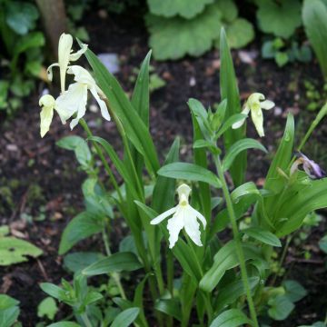 Roscoea beesiana Alba - Scheinorchidee