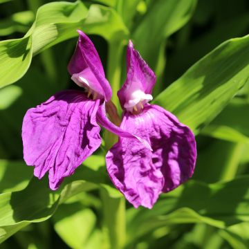 Roscoea purpurea - Scheinorchidee