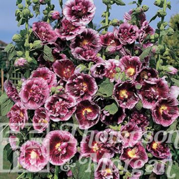 Alcea rosea Crème de cassis (Samen) - Gewöhnliche Stockrose