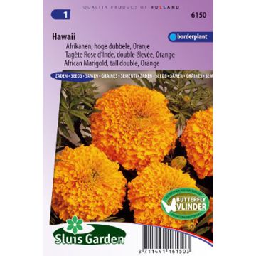 Graines de Rose d’Inde Hawaï - Tagetes erecta