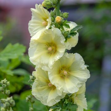 Rose trémière - Alcea rosea Sunshine