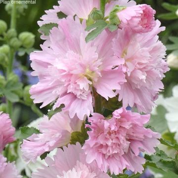 Alcea rosea Spring Celebrities Pink - Gewöhnliche Stockrose