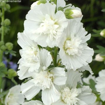 Alcea rosea Spring Celebrities White - Gewöhnliche Stockrose