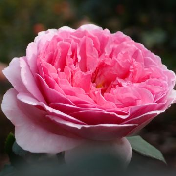 Rosa Princess Alexandra of Kent - Englische Rose