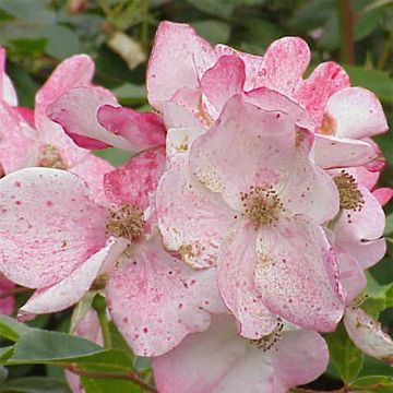 Rosa Rush lenmobri - Beetrose